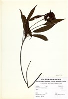 藏品(山胡椒)的圖片